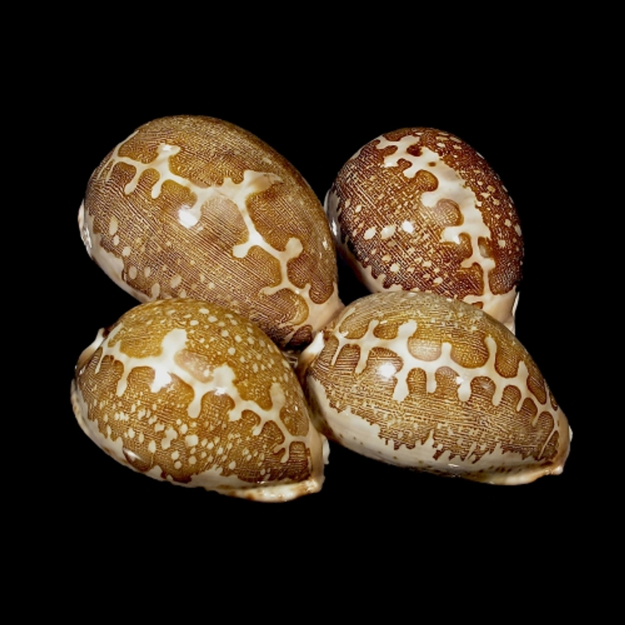Map Cowrie set of 3
