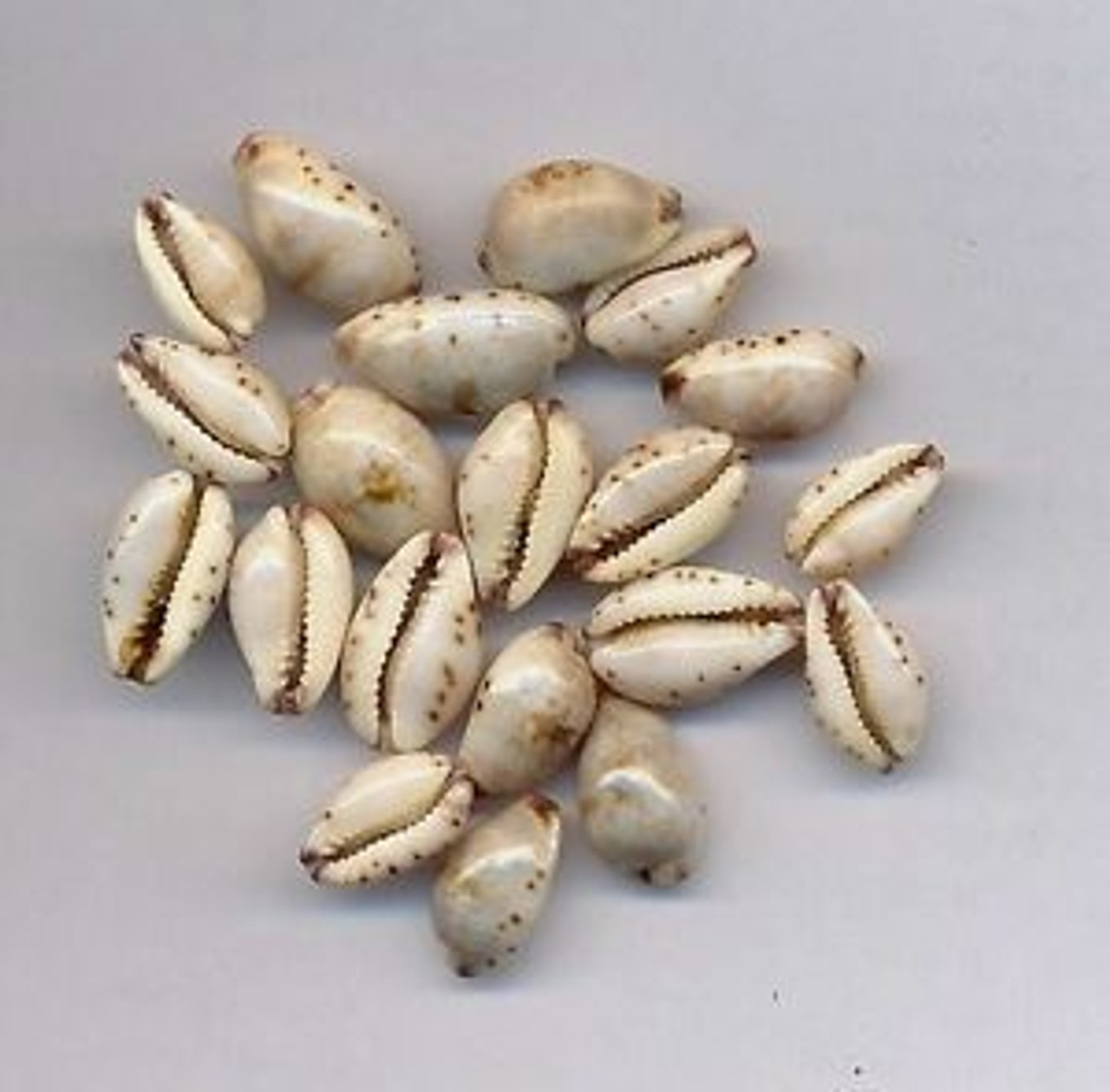 Cypraea Gracilis  10 shells in set