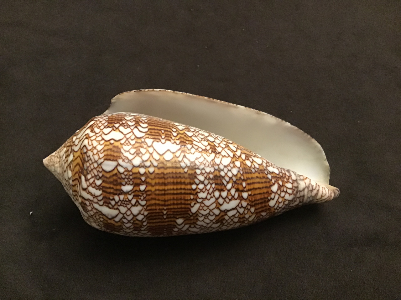 Conus Textile Giant 