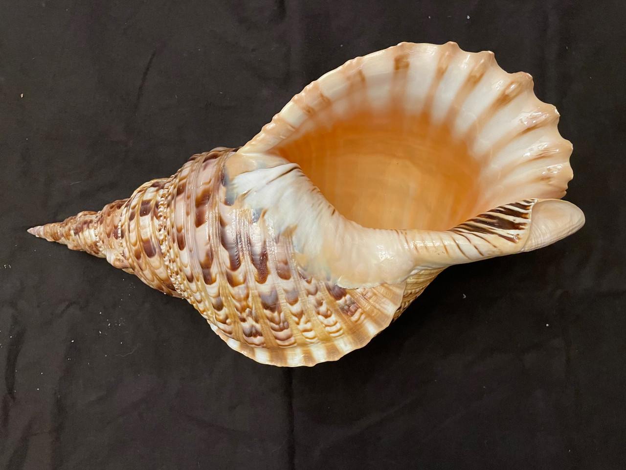 Pacific Triton Specimen Shell  16-17"