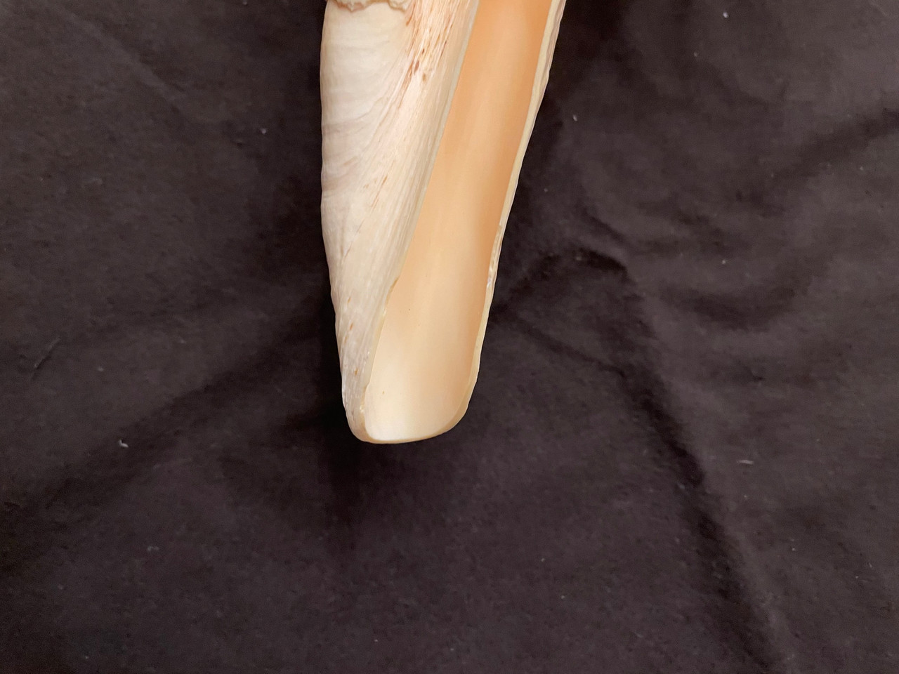 Giant Syrinx Aruanus Australian Trumpet Shell