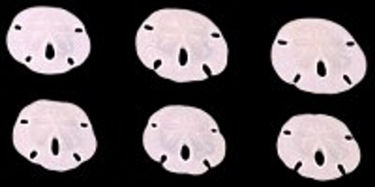 Round Sand Dollar Extra Small .75-1" pack of 20