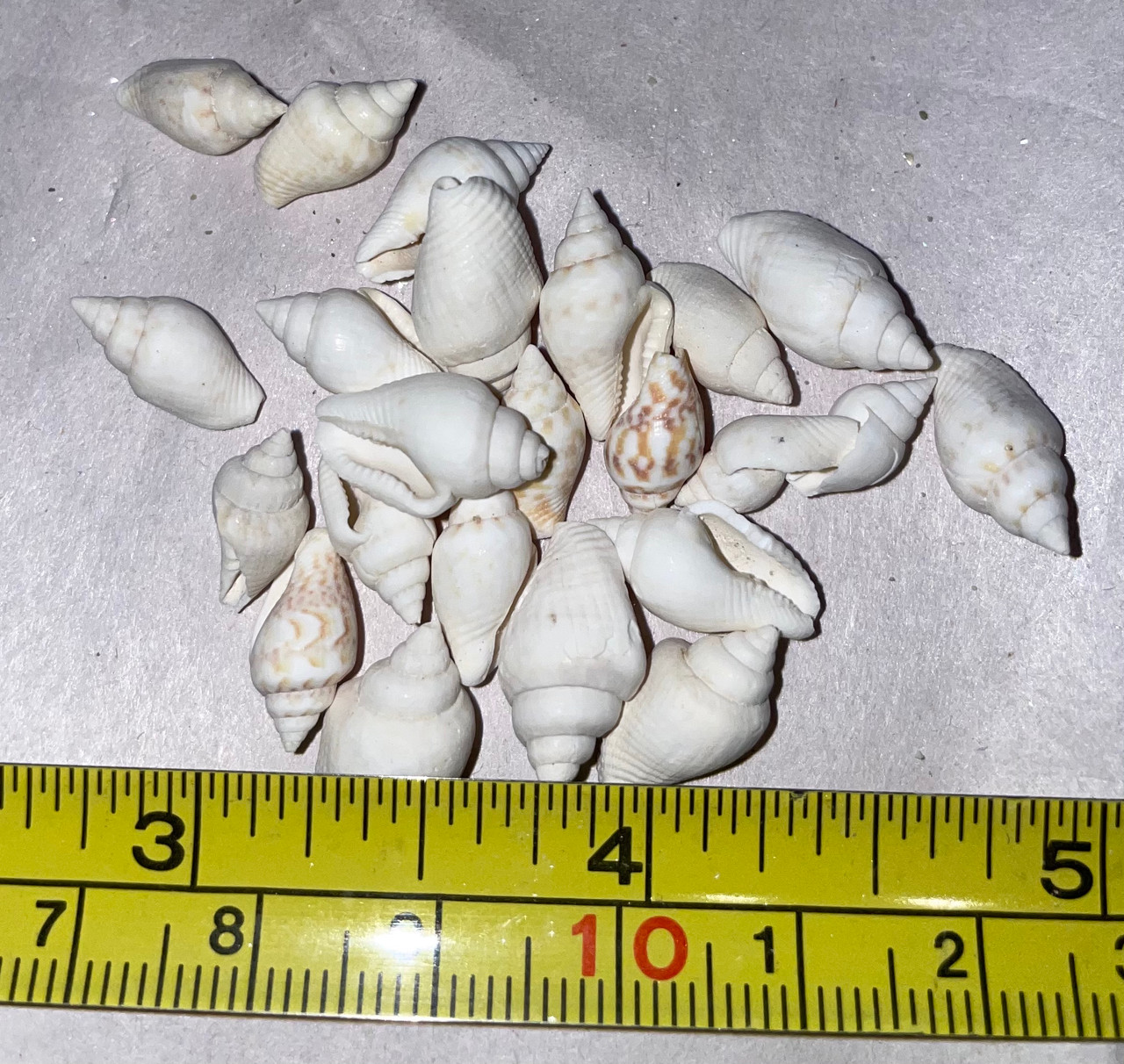 White Dove Shells