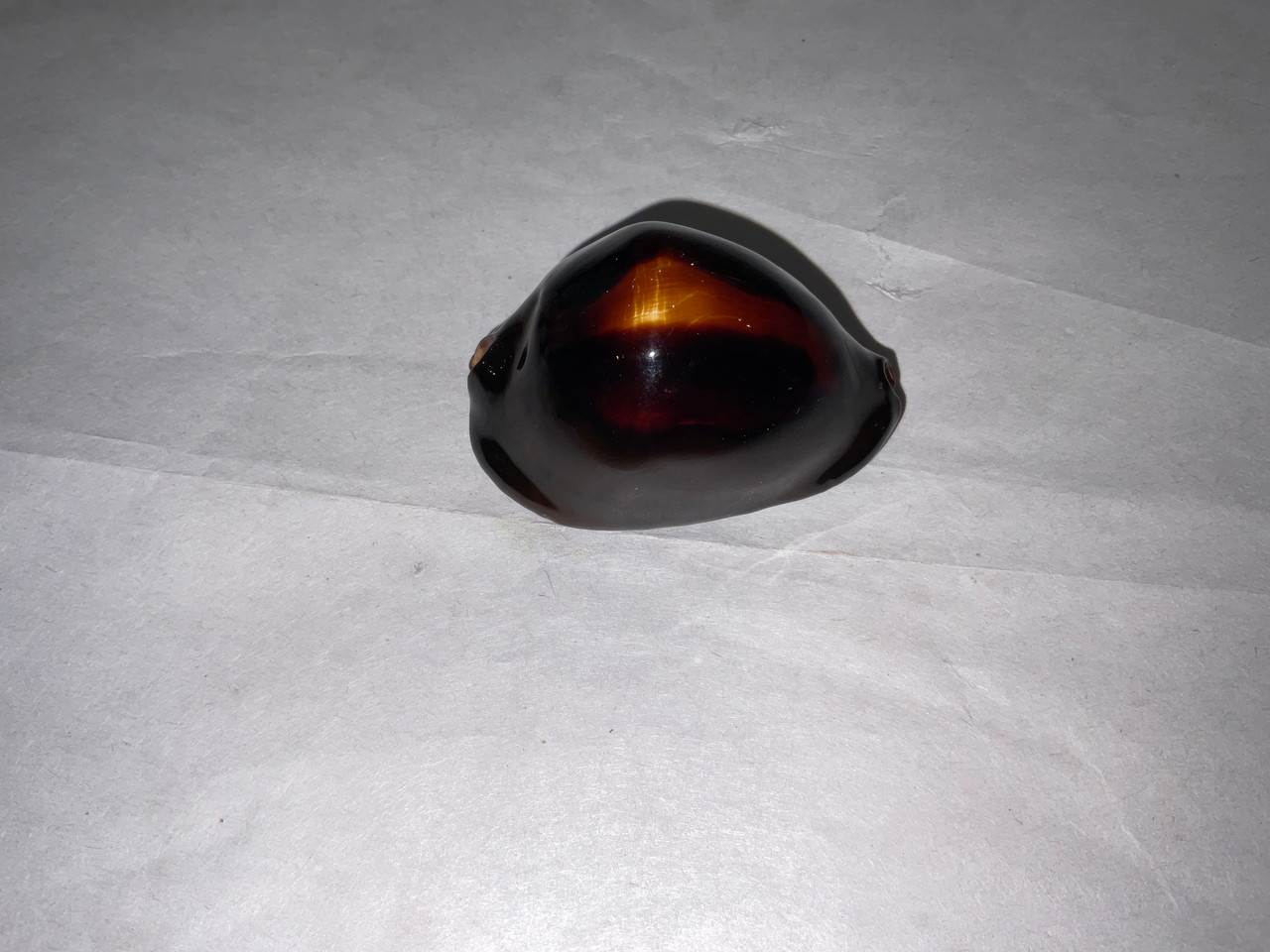 ロッセルダカラ（51mm）【貝殻・タカラガイ】 ロッセルダカラ（51mm）【貝殻・タカラガイ】