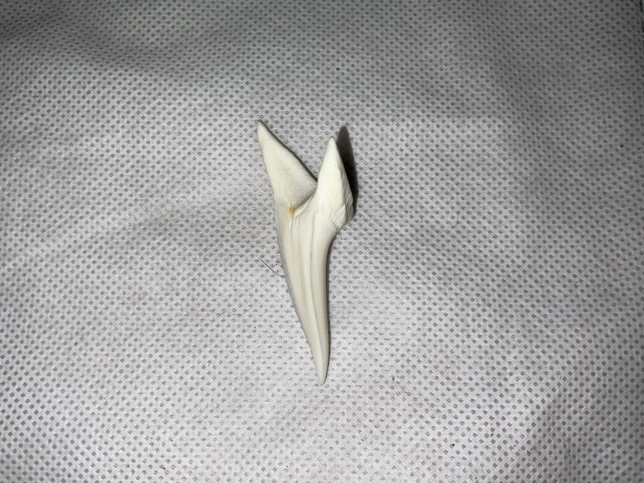 Mako Shark Tooth Giant 59.09mm  (2.32”)