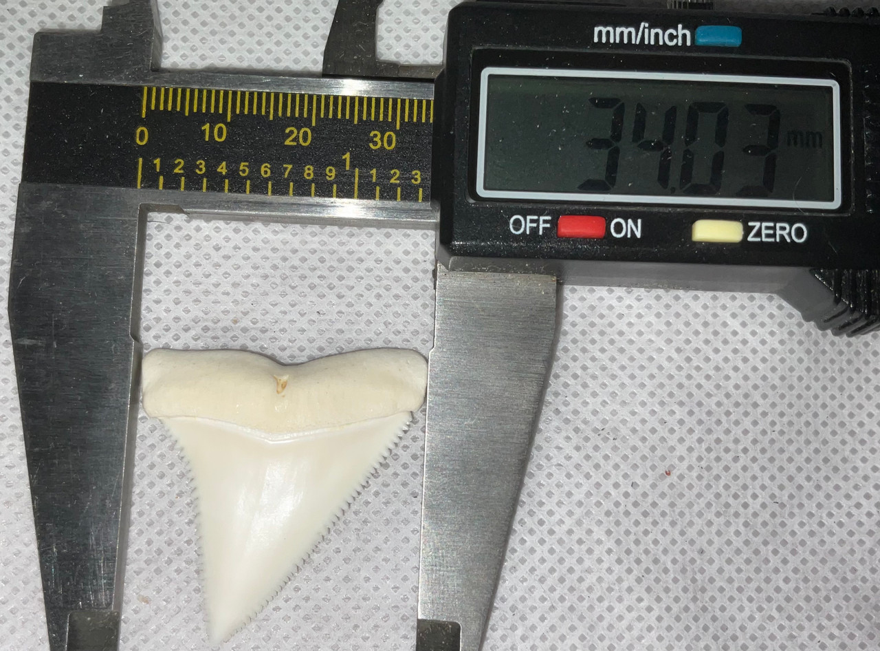 Great White Shark Tooth 42.17mm (1.66”)
