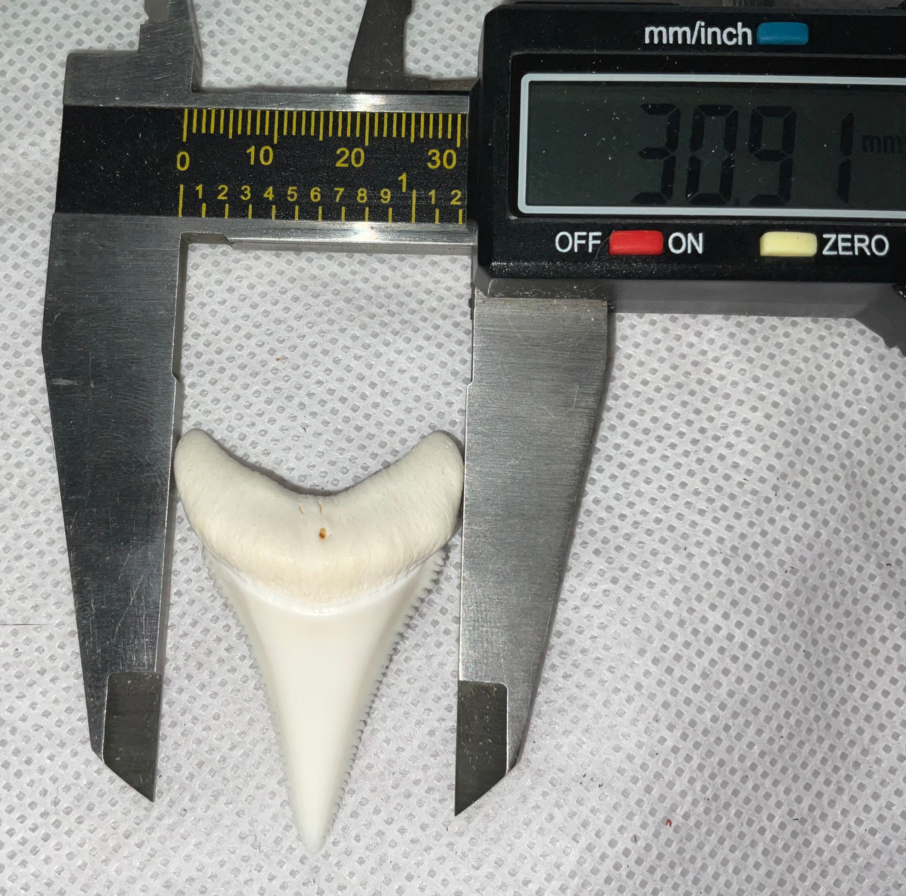 Great White Shark Tooth 45.98mm (1.81”)