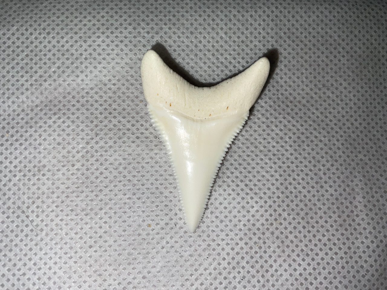 Great White Shark Tooth 45.98mm (1.81”)