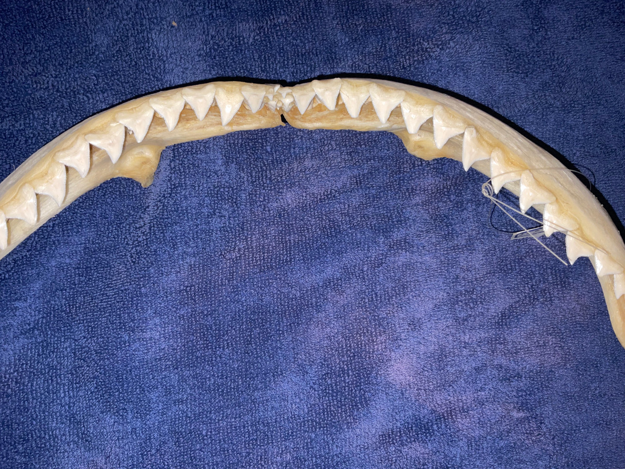 Bull Shark Jaw 18”