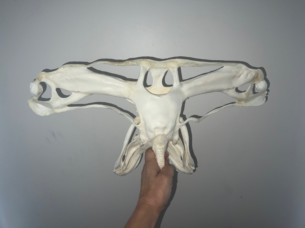 Great Hammerhead Skull 20"