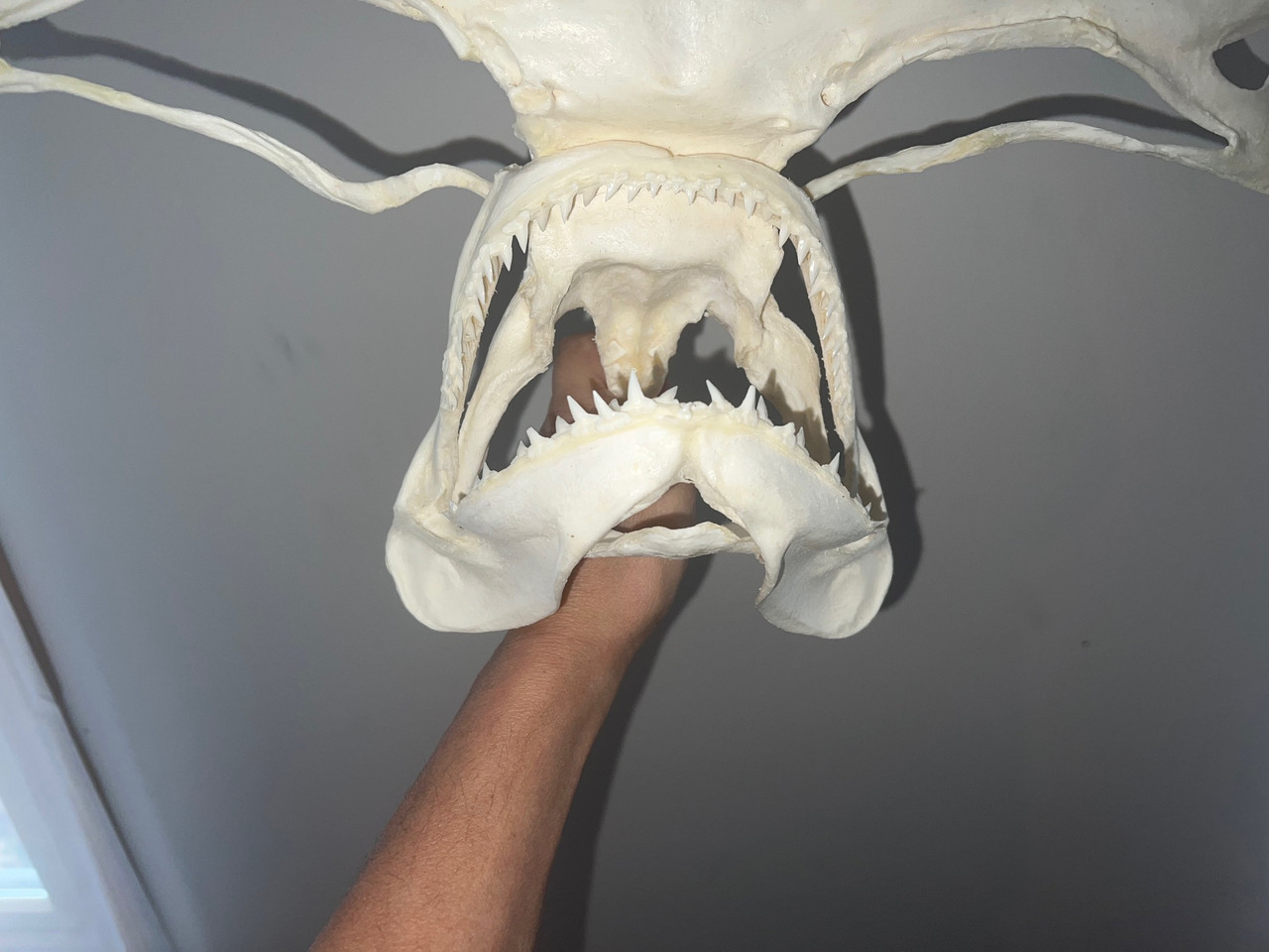 Great Hammerhead Skull 20"