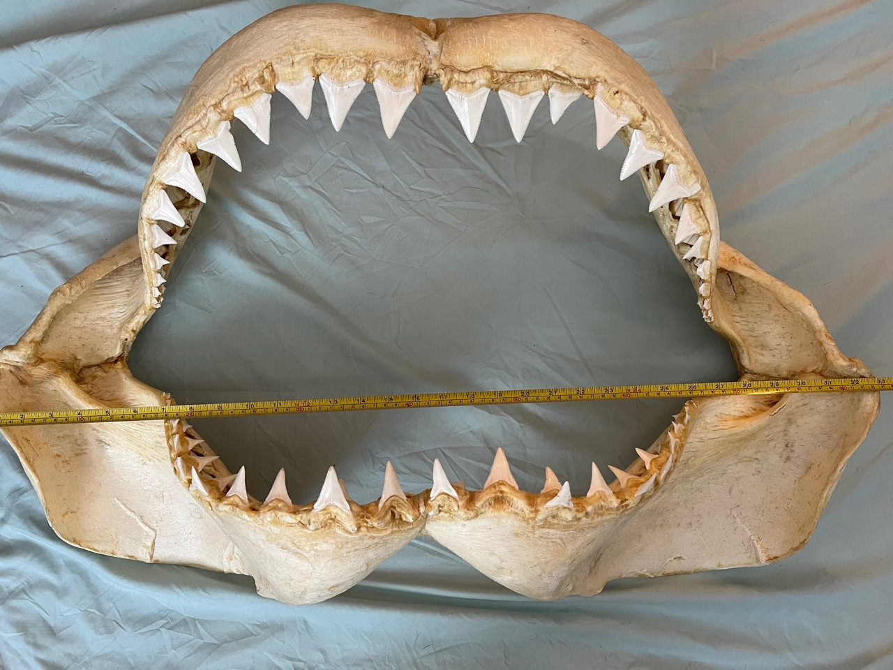 Great White Shark Jaw 