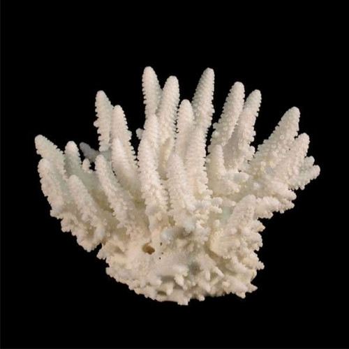 Finger Coral (Acropora Humilis)