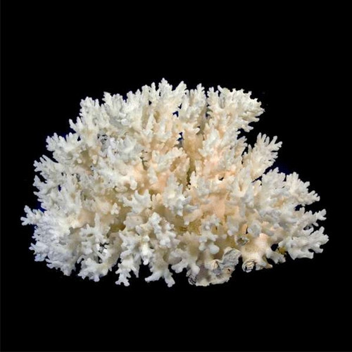 Lace Coral (Pocillopora Damicorns)