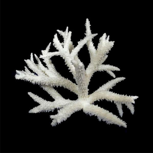 Staghorn Coral (Acropora Nobilis)