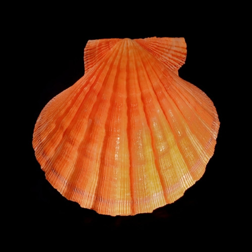 Orange Lions Paw / Pecten Subnodosus Set of 3