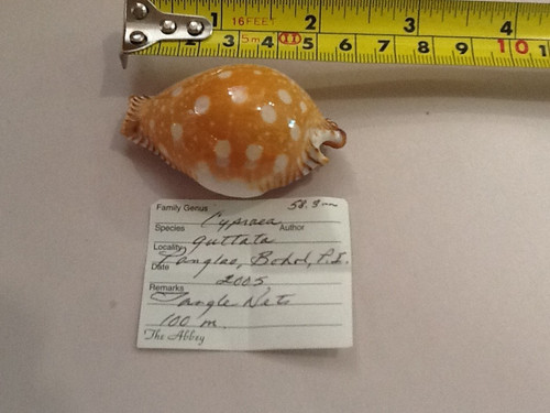 Cypraea Guttata (great spotted cowry). Very Rare! 58.5mm