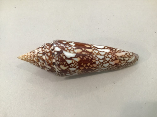 Conus Milneedwardsi 120mm