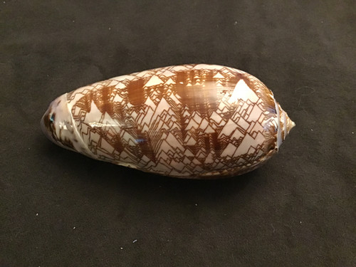 Oliva Porphyria. Tent olive. Giant 