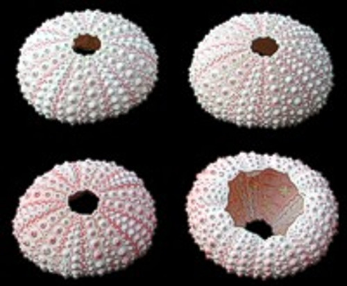 Pink Sea Urchin pack of 10