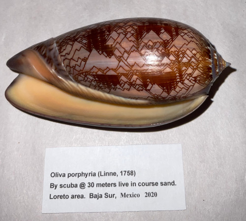 Oliva Porphyria 99.2mm