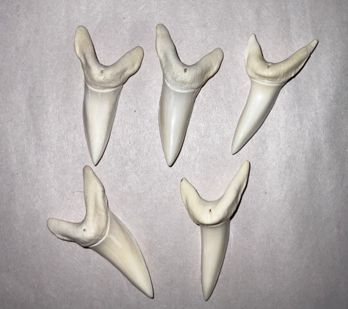 Mako Shark Tooth Giant 2 1/8th” Isurus Oxyrinchus 