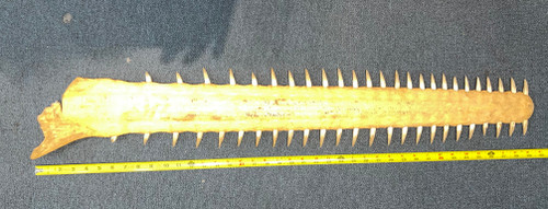 Sawfish Rostrum 38’