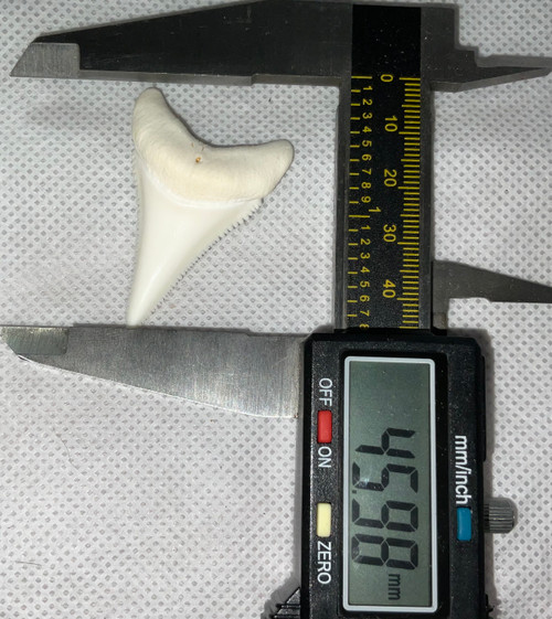 Great White Shark Tooth 45.98mm (1.81”)