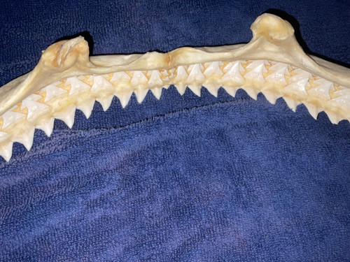 Giant Bull Shark Jaw 19’