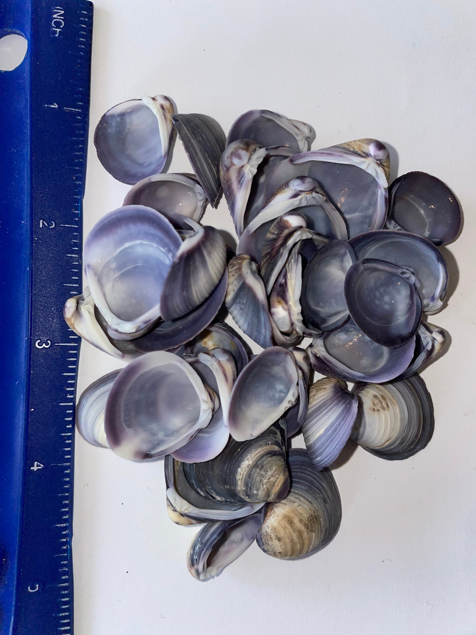 Purple Clam Halves The Shell Shop