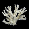 Branch Coral (Acropora Florida)