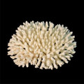 Table Coral (Acropora Latitella)