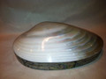 Clam Jewelry Box