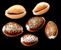 Cypraea Helvola set of 10