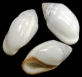 Ellobium Aurisjudae set of 2