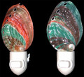 Rainbow Abalone