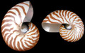 Natural Nautilus