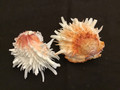 Pacific Spiny Oyster