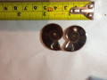 Ammonite pairs