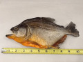 Giant Taxidermy Piranha  10-11"