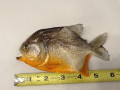 Small Piranha 6-7"