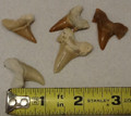 Fossil Shark Teeth pack of 5