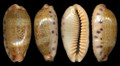 Cypraea Caurica 10 pieces in set