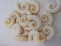 Spirula Spirula 