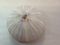 Giant Purple Sea Urchin 4"