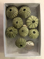 Tiny green urchins set of 8