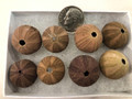 Brown sea urchin set of 8