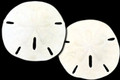 Round Sand Dollar 3-3.5" pack of 10