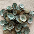 One Pound of Green Limpets