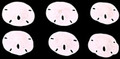 Round Sand Dollar Small 1-1.5" pack of 33